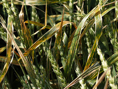 Figure 2. Symptoms of black chaff on wheat leaves give plants an overall orange cast. 