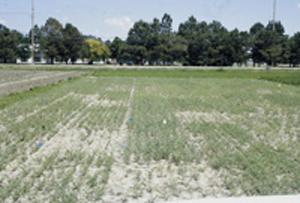 Figure 10. Poor stands due to seedborne Ascochyta blight in plots untreated with fungicides, compared to those using fungicides.