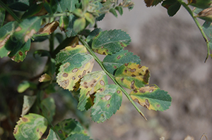 Figure 2. Circular lesions typical of leaf infections due to A. rabiei. 