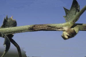 Figure 3. Elongate lesions typical of stem infections due to A. rabiei. 