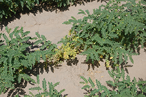 Figure 5. Individual, early-infected plant that may serve as a disease focus for other plants in the field. This plant likely originated from an infected seed.