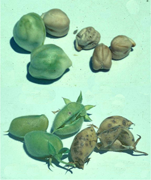 Figure 6. Effect of infection on seed size and quality. Seeds (top) harvested from pods (bottom) collected from a severely infested field — healthy (left) and infected (right).