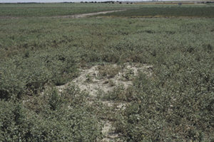 Figure 7. Chickpea cultivar trials showing entry highly susceptible to Ascochyta blight.