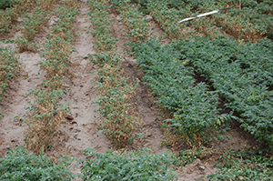 Figure 8. Evaluating breeding lines for resistance to the pathogen. Note the growth and yellowing of the two rows on the left compared to the more tolerant rows on the right.