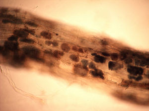 Figure 1. Overwintering honeycomb-like structures, called cystosori, of Polymyxa betae (vector of the sugar beet pathogen beet necrotic yellow vein virus) in small feeder roots of lambsquarters.