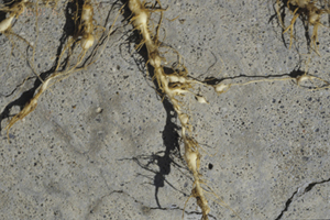 Figure 10. Galls on lambsquarters roots caused by the false root-knot nematode (N. aberrans).