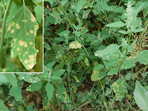 Figure 11. Ramularia leaf spot on lambsquarters. 