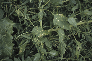 Figure 12. Downy mildew on lambsquarters.