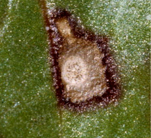 Figure 4. Macroscopic view of pseudostromata within lesion centers.