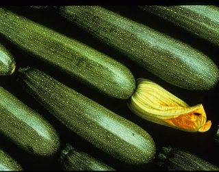 Figure 3.	Honeybee colonies should be left in cucumber fields until just before the last picking.