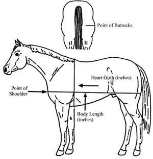 Figure 1. Locations of measurement for Body Weight Equation.