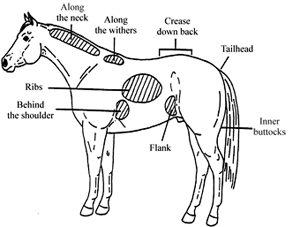 Figure 2.	Areas emphasized in the condition score.