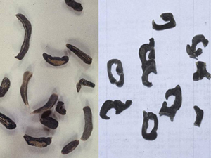 Figure 7. Sclerotia of varying shapes and sizes, ranging from ⅛ to ½ inch