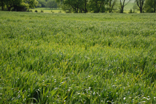 Figure 1.	Wheat stunted by BYD.