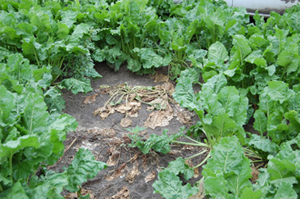 Figure 1.	Foliar symptoms of Rhizcotonia root rot include sudden permanent wilting. 