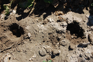 Figure 11.	Holes left in ground at harvest where roots were killed by R. solani and completely decomposed. 