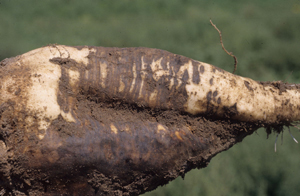 Figure 4.	Advanced infection showing larger rotted areas of root with ladder-like pattern. 