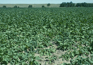 Figure 1.	Wilting symptoms in a field characteristic of rhizomania. 