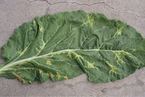 Figure 3.	Yellow veinbanding symptoms characteristic of systemic rhizomania infection.