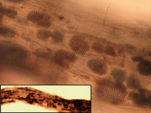 Figure 8.	Close-up view of cystosori packed into infested feeder root. 