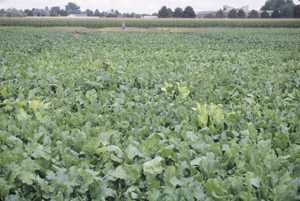 Figure 9.	Blinkers — foliar symptoms (bright, fluorescent yellow upright growth) of rhizomania in the field occurring in a tolerant cultivar. 