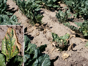 Figure 2.	Scorched, brittle leaves due to Fusarium yellows or Fusarium root rot. 