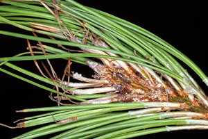 Figure 4.	Pine tip moth larvae and tunnel found in a pine shoot. (Courtesy J. Kalisch, University of Nebraska&ndash;Lincoln). 