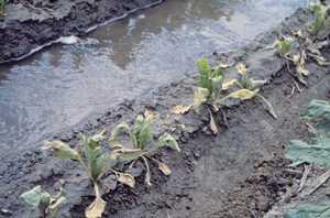 Figure 2. Wilting and yellowing symptoms from severe false root-knot infection in mid-season. 