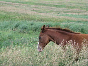 Figure 1. Early intensive management can optimize the chance of an orphaned foal surviving. 