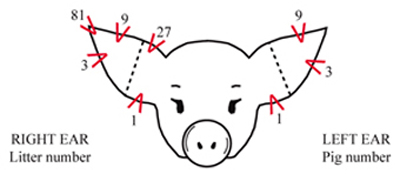 Figure 1. Universal ear notching system