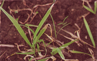 Figure 1. Atrazine injury on oat. Browning starts on older leaves at the leaf tip and progresses toward the stem. 