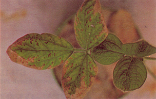 Figure 2. Atrazine injury on soybeans. Yellowing around the leaf edge is the first sign. 