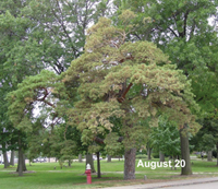 Figure 1. Scotch pine showing scattered browning of branches taken August 20. Photo courtesy of Laurie Stepanek, Nebraska Forest Service. 