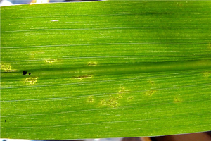 Figure 2. Early gray leaf spot lesions.