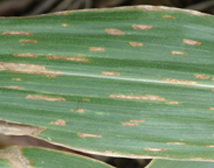 Figure 4. Mature gray leaf spot lesions are brown, rectangular-shaped, and vein-limited. 