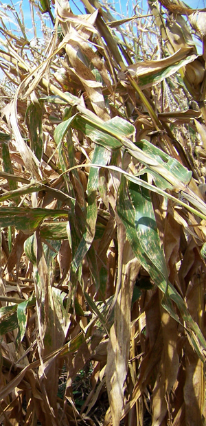 Figure 5. Blighting of leaves and entire plants due to severe gray leaf spot pressure. 