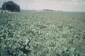 Figure 10. Beneficial effects of fumigation. 