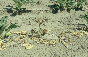 Figure 3. Foliar wilting and yellowing.