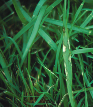 Figure 1. Brown patch lesions on tall fescue leaves. 