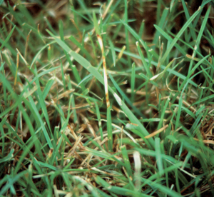 Figure 1. Symptoms of dollar spot on Kentucky bluegrass. Note lesion that extends across grass blade.