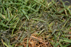 Figure 1. Symptoms of Pythium blight, showing irregular blighted areas of affected turf.