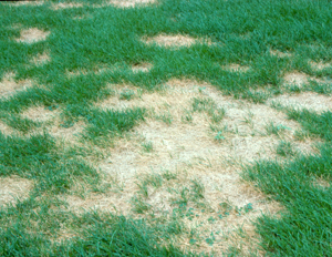 Figure 1. Symptoms of summer patch in Kentucky bluegrass.