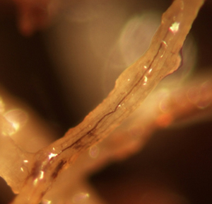 Figure 2. Brown hyphae of Magnaporthe poae on Kentucky bluegrass roots. 