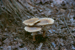 Figure 1. Fruiting structure (mushroom) of a fungus growing in mulch.