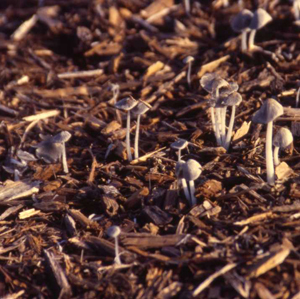 Figure 2. Mulch beds are common locations for nuisance fungi, such as these inky cap mushrooms.