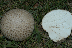 Figure 3. Puffballs are identified by their solid structure throughout the fruiting body, which is typically spherical in shape. 