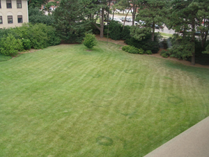 Figure 4. Fairy Ring can be evident as large dark green rings in the turf. 