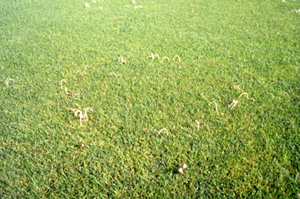 Figure 5. Fruiting structures of fungi causing fairy ring symptoms often will occur in the circular patch.