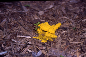 Figure 6. Slime molds can vary in color from white to this bright yellow color and often occur on mulch. 