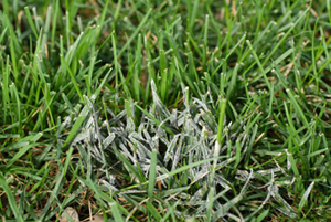 Figure 7. Slime molds occurring in turf are typically gray to white in color. 